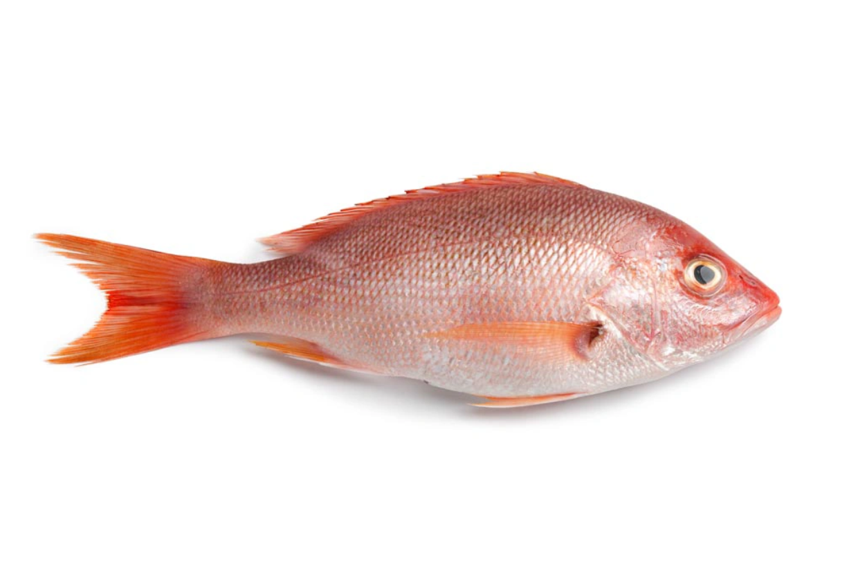 Red Snapper