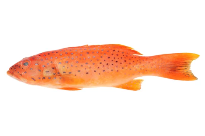 red grouper