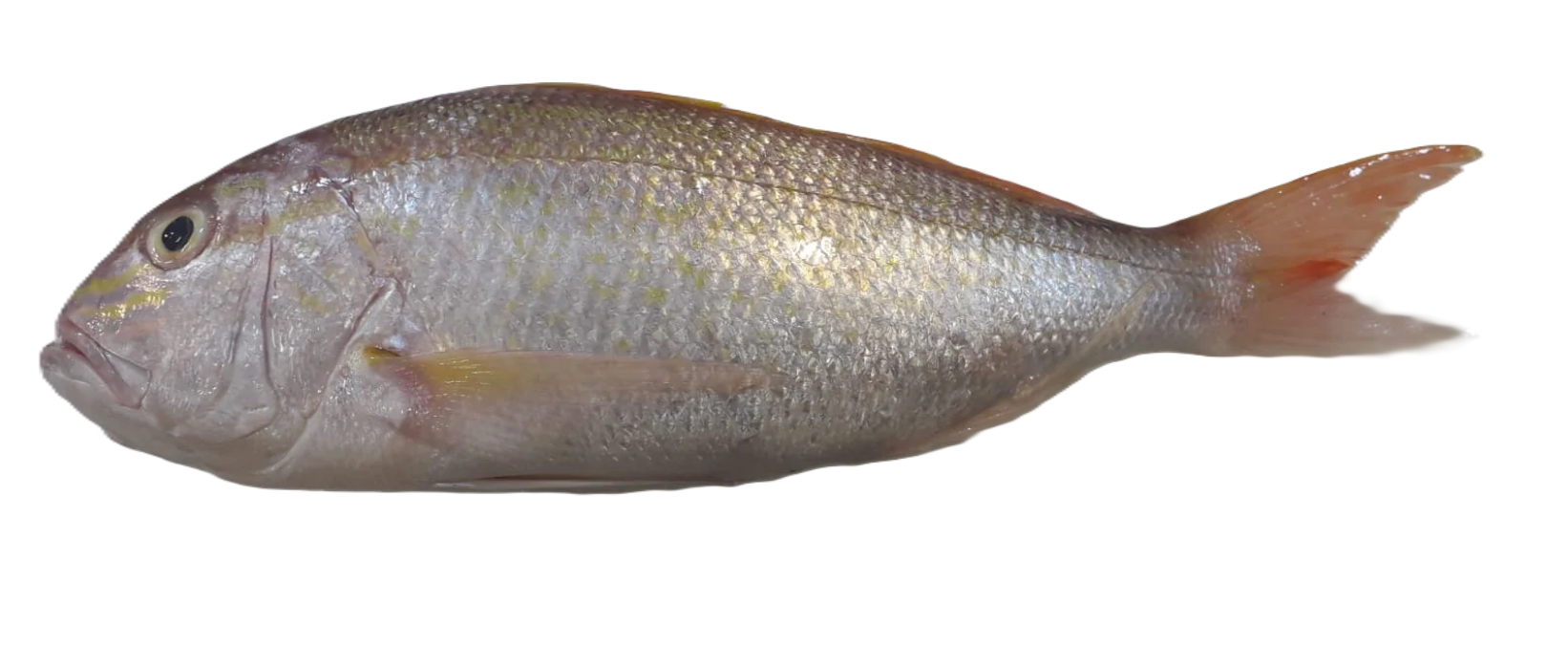 white snapper